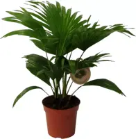 Livistona rotundifolia (Waaierpalm) 45cm - afbeelding 1