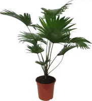 Livistona rotundifolia (Waaierpalm) 70cm - afbeelding 1