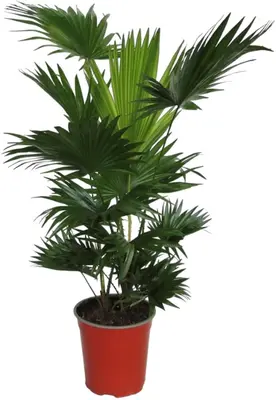 Livistona rotundifolia (Waaierpalm) 90cm - afbeelding 1
