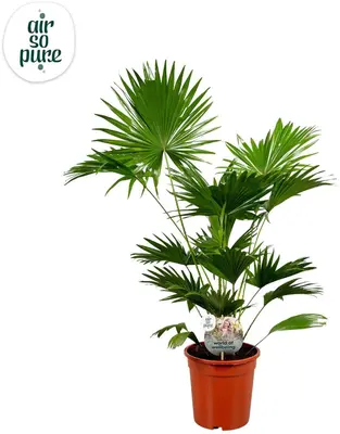 Livistona rotundifolia (Waaierpalm) 95cm - afbeelding 1