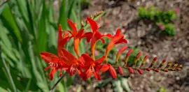 Lobelia cardinalis (Waterlobelia) - afbeelding 4