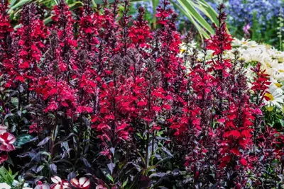Lobelia cardinalis (Waterlobelia) - afbeelding 3
