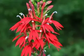 Lobelia cardinalis (Waterlobelia) - afbeelding 5