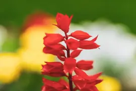 Lobelia cardinalis (Waterlobelia) - afbeelding 6