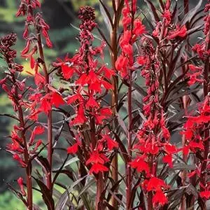 Lobelia cardinalis (Waterlobelia) - afbeelding 2