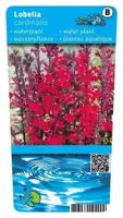 Lobelia cardinalis (Waterlobelia) - afbeelding 1