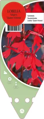Lobelia Fulgens Queen Victoria (Lobelia) - afbeelding 1