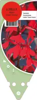 Lobelia Fulgens Queen Victoria (Lobelia) - afbeelding 1