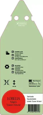 Lobelia Fulgens Queen Victoria (Lobelia) - afbeelding 2