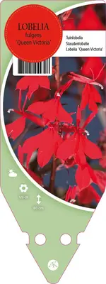 Lobelia Fulgens Queen Victoria (Lobelia) - afbeelding 1