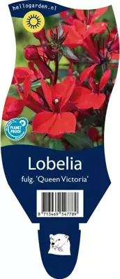 Lobelia fulgida 'Queen Victoria' (Tuinlobelia) - afbeelding 1