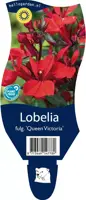 Lobelia fulgida 'Queen Victoria' (Tuinlobelia) - afbeelding 1