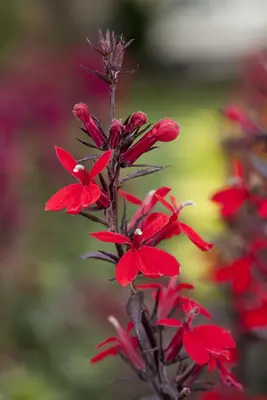 Lobelia fulgida 'Queen Victoria' (Tuinlobelia) - afbeelding 2