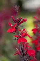 Lobelia fulgida 'Queen Victoria' (Tuinlobelia) - afbeelding 2