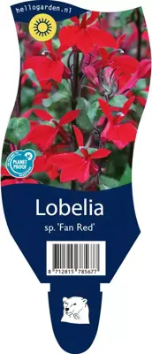 Lobelia speciosa 'Fan Scarlet' (Tuinlobelia) - afbeelding 1
