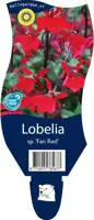 Lobelia speciosa 'Fan Scarlet' (Tuinlobelia) - afbeelding 1