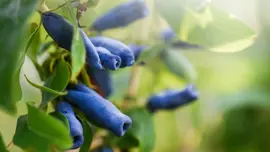 Lonicera caerulea 'kamtschatica' (Blauwe honingbes) fruitplant 60cm - afbeelding 4
