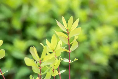 Lonicera caerulea 'kamtschatica' (Blauwe honingbes) fruitplant 60cm - afbeelding 6