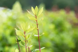 Lonicera caerulea 'kamtschatica' (Blauwe honingbes) fruitplant 60cm - afbeelding 7