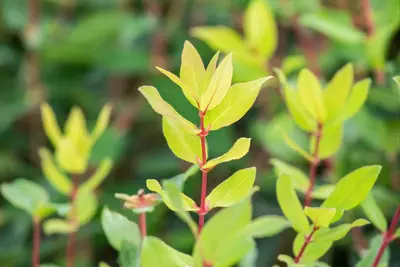 Lonicera caerulea 'kamtschatica' (Blauwe honingbes) fruitplant 60cm - afbeelding 8
