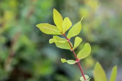 Lonicera caerulea 'kamtschatica' (Blauwe honingbes) fruitplant 60cm - afbeelding 10