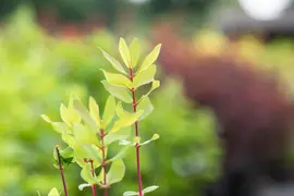 Lonicera caerulea 'kamtschatica' (Blauwe honingbes) fruitplant 60cm - afbeelding 11