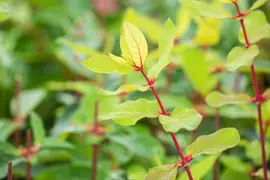 Lonicera caerulea 'kamtschatica' (Blauwe honingbes) fruitplant 60cm - afbeelding 12