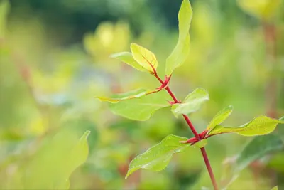 Lonicera caerulea 'kamtschatica' (Blauwe honingbes) fruitplant 60cm - afbeelding 13