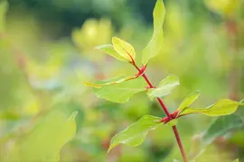 Lonicera caerulea 'kamtschatica' (Blauwe honingbes) fruitplant 60cm - afbeelding 13