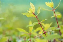 Lonicera caerulea 'kamtschatica' (Blauwe honingbes) fruitplant 60cm - afbeelding 14