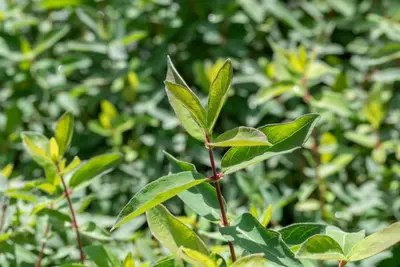 Lonicera caerulea 'kamtschatica' (Blauwe honingbes) fruitplant 60cm - afbeelding 17