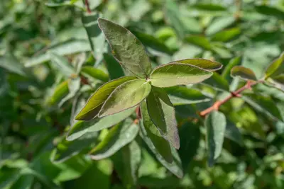 Lonicera caerulea 'kamtschatica' (Blauwe honingbes) fruitplant 60cm - afbeelding 18