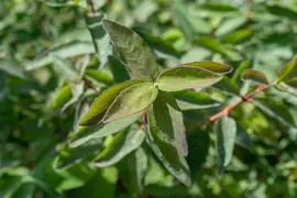 Lonicera caerulea 'kamtschatica' (Blauwe honingbes) fruitplant 60cm - afbeelding 18