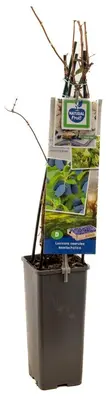 Lonicera caerulea 'kamtschatica' (Blauwe honingbes) fruitplant 60cm - afbeelding 3