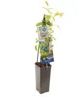 Lonicera caerulea 'kamtschatica' (Blauwe honingbes) fruitplant 60cm - afbeelding 2