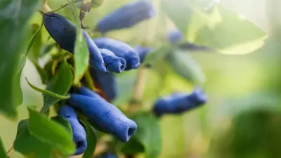 Lonicera caerulea 'kamtschatica' (Blauwe honingbes) fruitplant 60cm - afbeelding 4