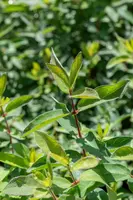 Lonicera caerulea 'kamtschatica' (Blauwe honingbes) fruitplant 60cm - afbeelding 16