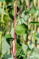 Lonicera caprifolium (Tuinkamperfoelie) - afbeelding 8