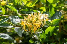 Lonicera caprifolium (Tuinkamperfoelie) - afbeelding 3