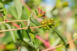 Lonicera caprifolium (Tuinkamperfoelie) - afbeelding 5