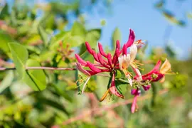 Lonicera caprifolium (Tuinkamperfoelie) - afbeelding 6