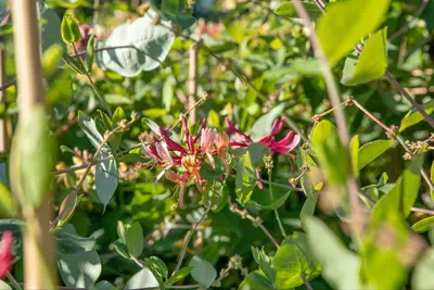 Lonicera caprifolium (Tuinkamperfoelie) - afbeelding 7