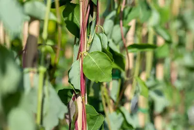 Lonicera caprifolium (Tuinkamperfoelie) - afbeelding 9