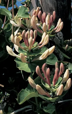 Lonicera caprifolium (Tuinkamperfoelie) klimplant - afbeelding 3