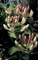 Lonicera caprifolium (Tuinkamperfoelie) klimplant - afbeelding 3