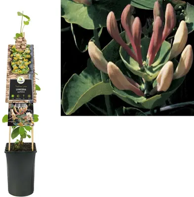 Lonicera caprifolium (Tuinkamperfoelie) klimplant - afbeelding 1