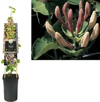 Lonicera caprifolium (Tuinkamperfoelie) klimplant - afbeelding 1