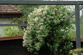 Lonicera caprifolium (Tuinkamperfoelie) klimplant - afbeelding 9