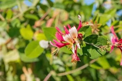 Lonicera caprifolium (Tuinkamperfoelie) klimplant - afbeelding 11