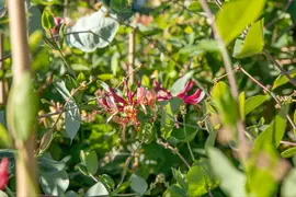 Lonicera caprifolium (Tuinkamperfoelie) klimplant - afbeelding 14